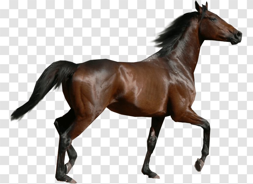Thoroughbred Morgan Horse Dartmoor Pony Holsteiner Mare - Rein - Beautiful Chin Transparent PNG