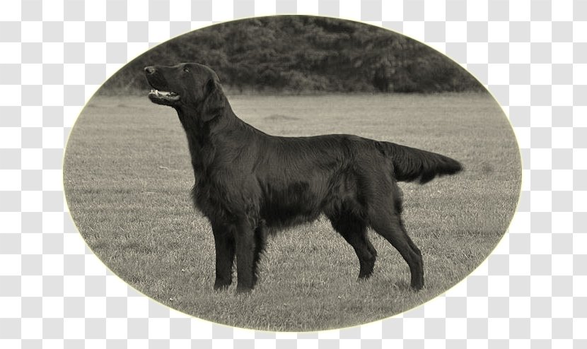 Flat-Coated Retriever Labrador Boykin Spaniel Dog Breed Borador - Chinese Crested Transparent PNG