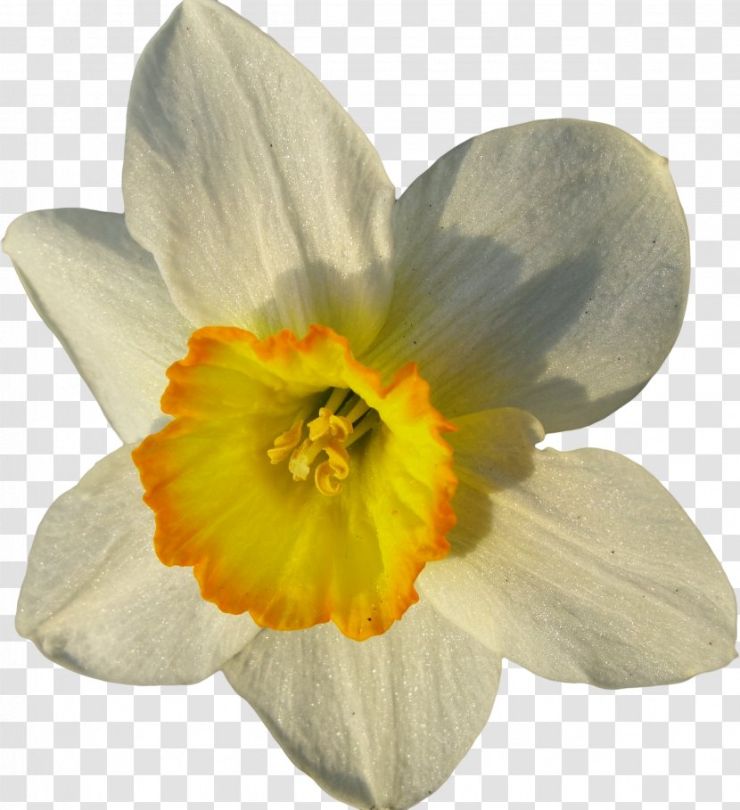 Flower Plant Petal Living Room Antechamber - Wall - Narcissus Transparent PNG
