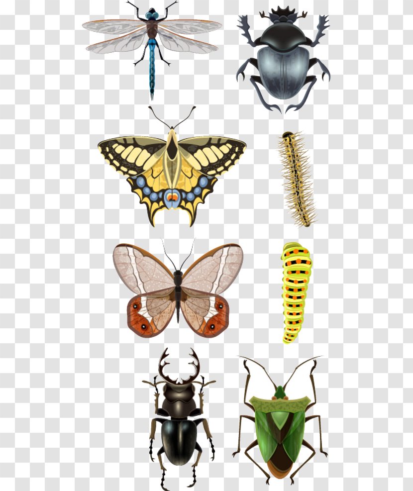 Beetle Vecteur Illustration - Cartoon Insects Transparent PNG