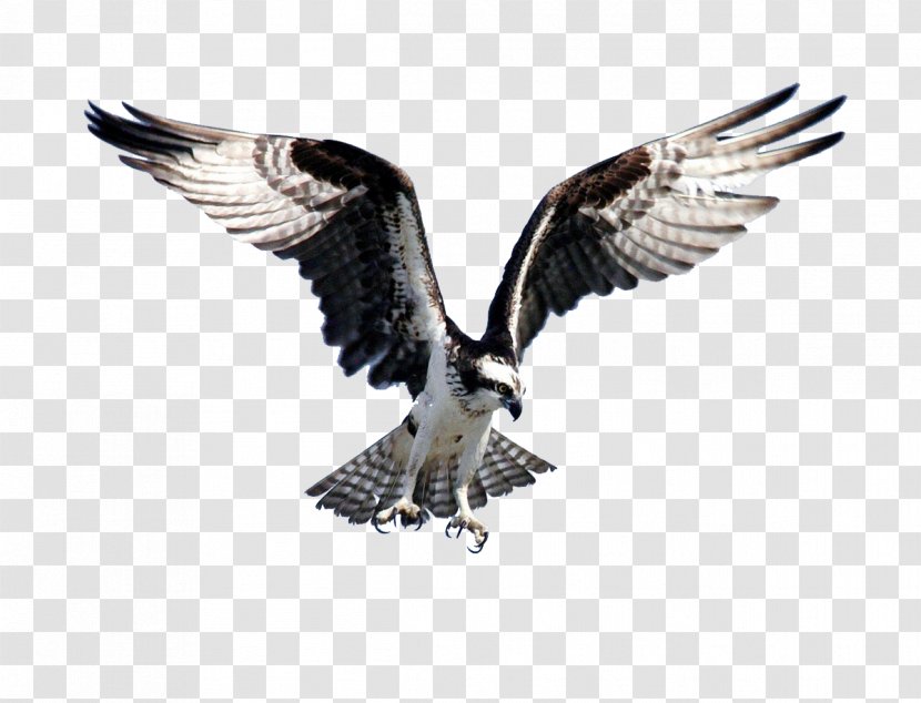 Bird Of Prey Bald Eagle Flight Osprey Transparent PNG