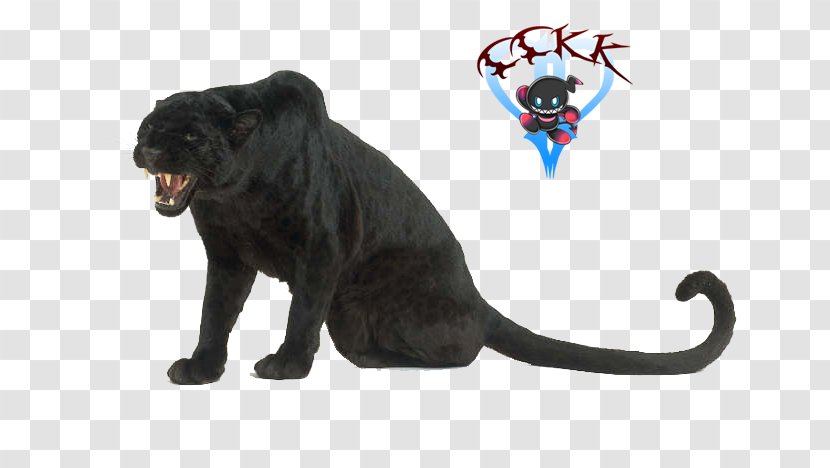 Black Panther Leopard Cougar Animal Homo Sapiens - Midnight Transparent PNG