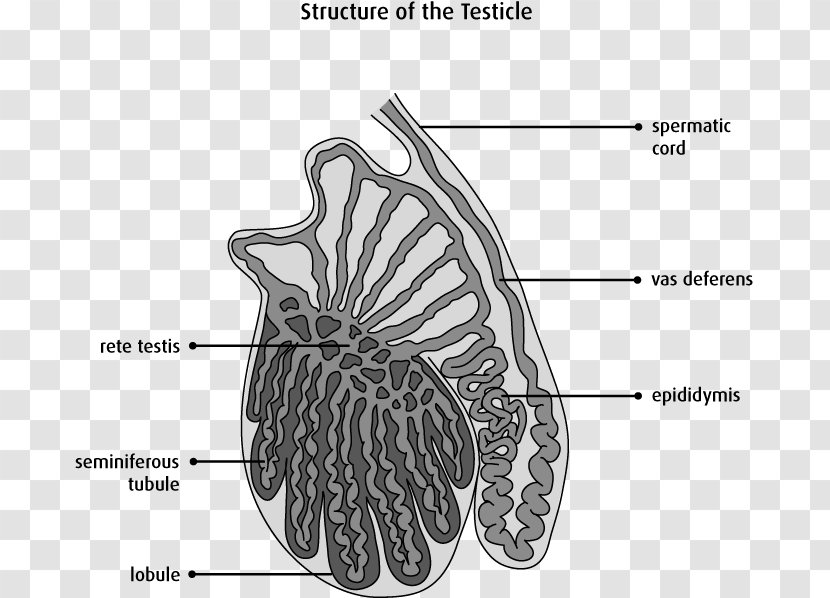 Testicle Anatomy Scrotum Testicular Cancer Epididymis - Watercolor - Flower Transparent PNG