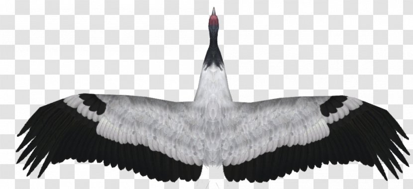 Demoiselle Crane Black-necked Feather Zoo Tycoon 2 Transparent PNG