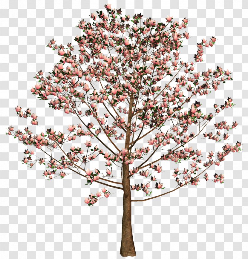 Cherry Blossom Tree Flower Twig - Palm Transparent PNG