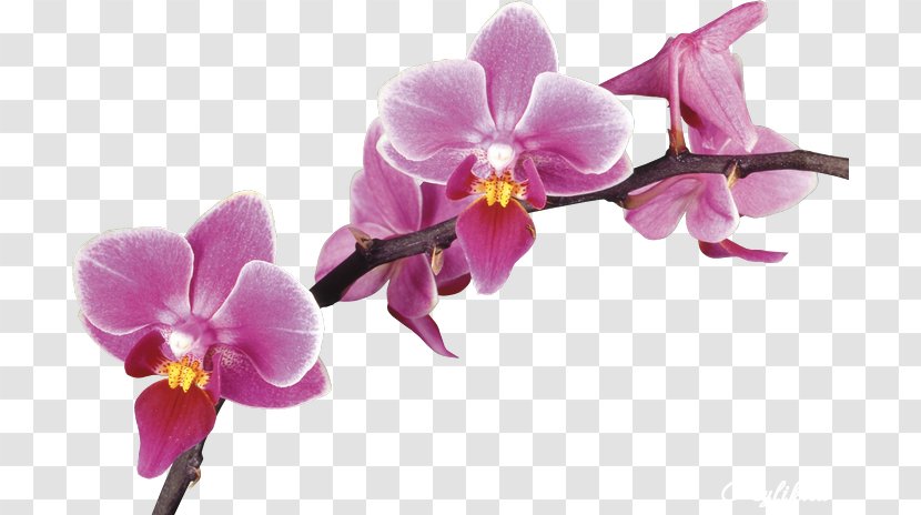 Stock Photography Clip Art - Flowering Plant - Viola Transparent PNG
