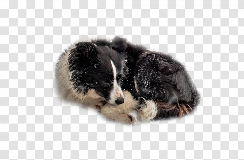 Border Collie Australian Shepherd Puppy Dog Breed Companion - The In Snow Transparent PNG
