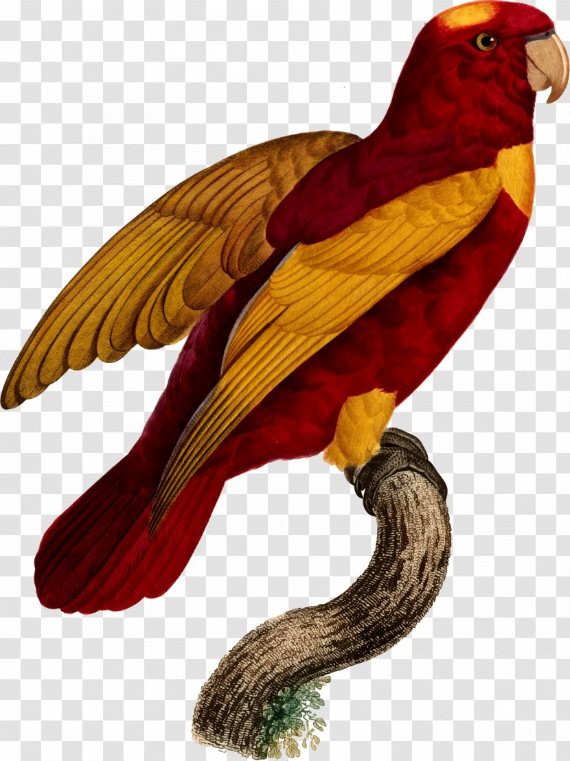 Macaw Parrot Bird Beak - Perico - Illustration Transparent PNG