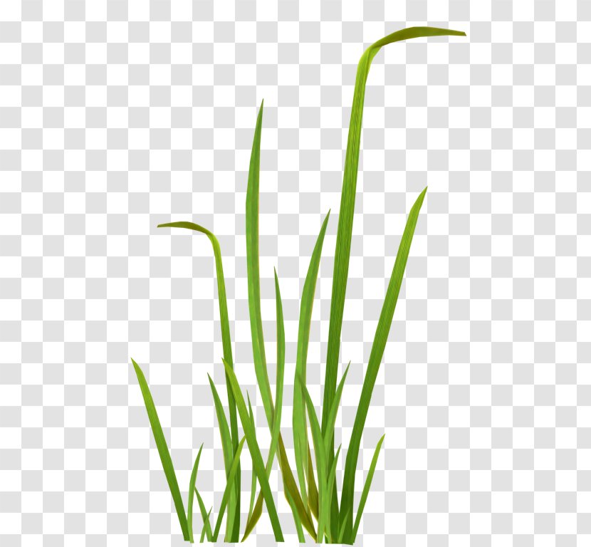 Petal Flower Green Clip Art - Plant Stem - Flowers Grass Transparent PNG