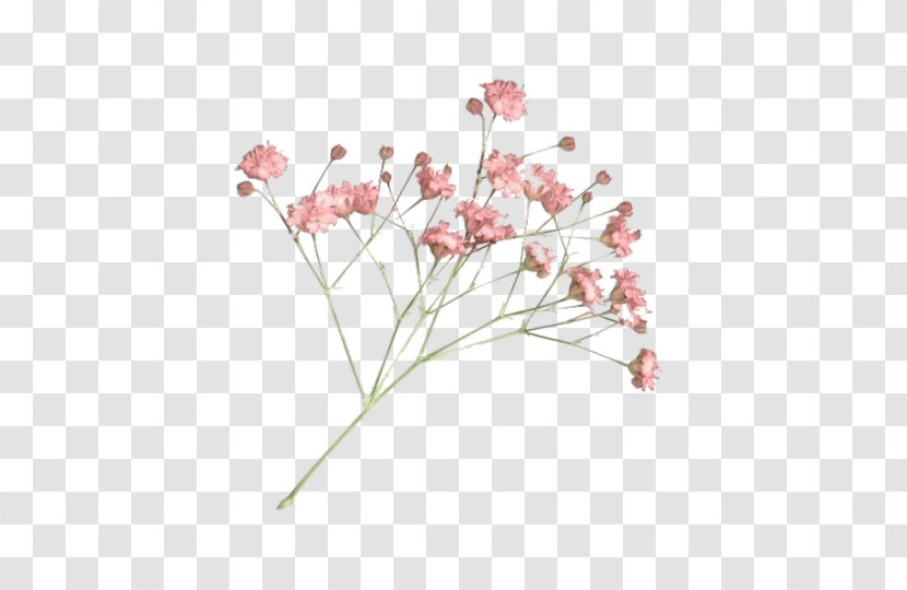 Drawing Of Family - Cut Flowers - Perennial Plant Alismatales Transparent PNG