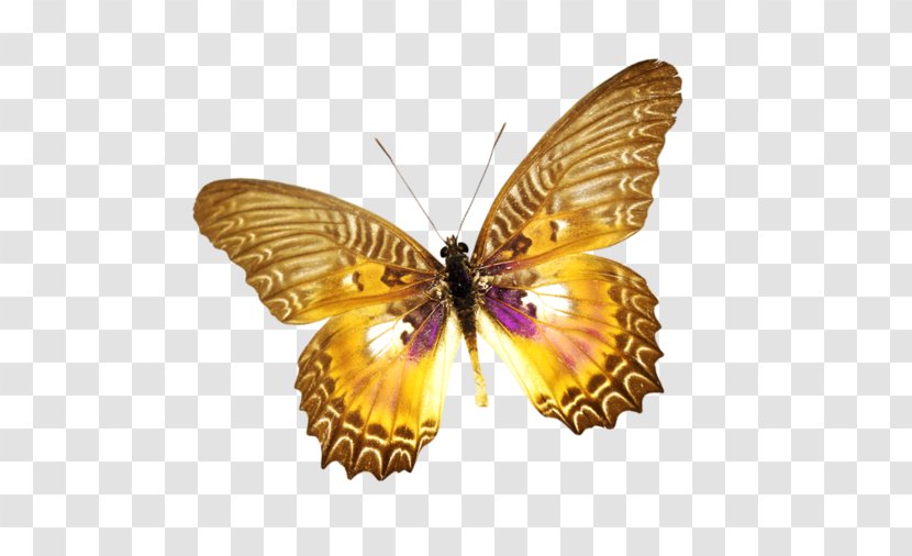 Brush-footed Butterflies Ulysses Butterfly Moth Insect - Cartoon Transparent PNG