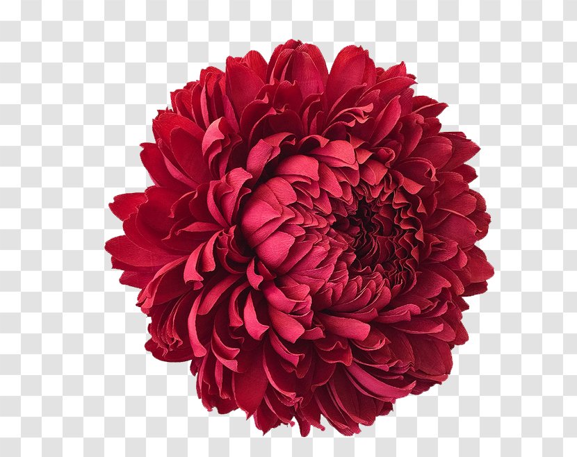 The Fine Art Of Paper Flowers: A Guide To Making Beautiful And Lifelike Botanicals San Francisco Crxeape - Papercutting - Red Flowers Transparent PNG