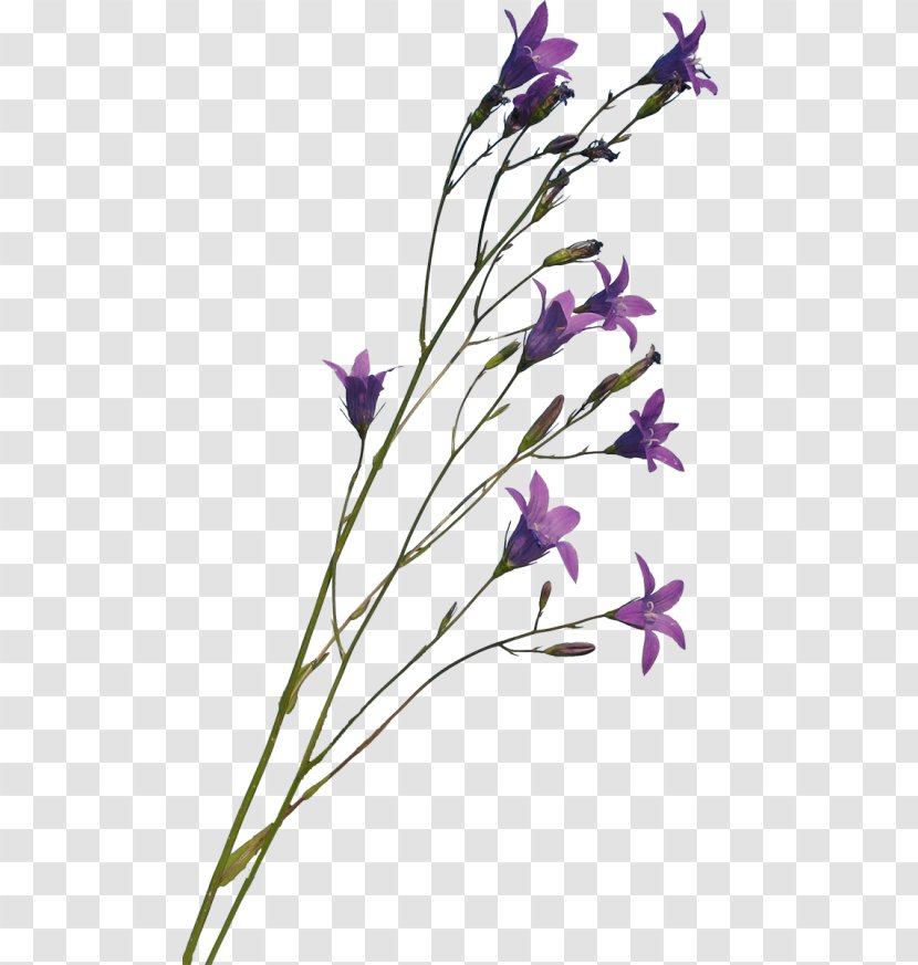 Bellflower Family Lavender Bellflowers Plant Stem Cut Flowers - Branch - Dried Transparent PNG
