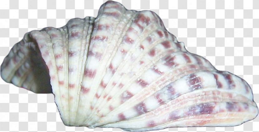 Seashell Scrapbooking Albom Conchology - Conch Transparent PNG