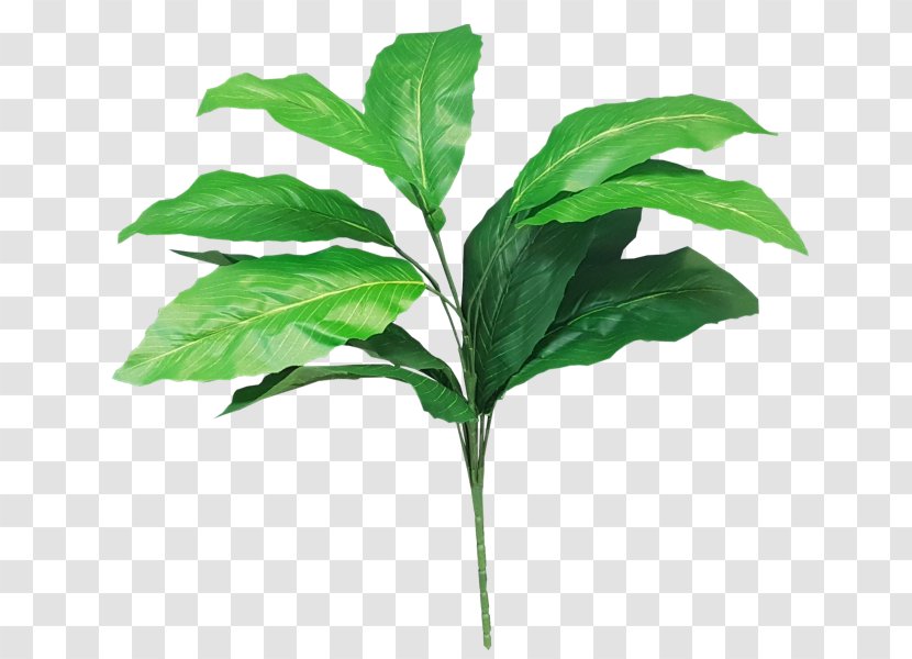Leaf Plant Stem Tree Shrub - Greenery Transparent PNG