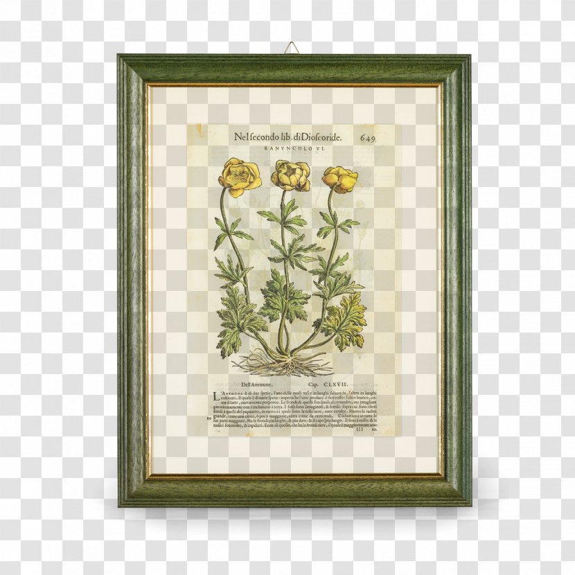Aboca Museum Botany Buttercup Flora - Plant Transparent PNG