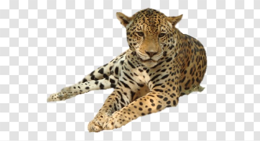 Leopard Clip Art Image Vector Graphics - Painting Transparent PNG