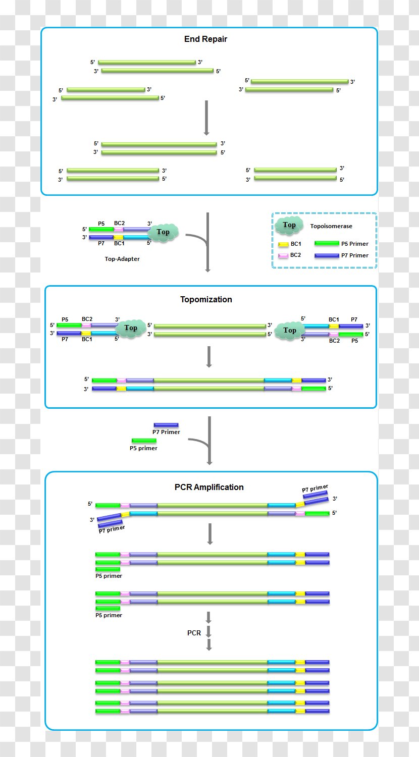 Library DNA Fragmentation Sequencing - Organization - Fragmented Transparent PNG