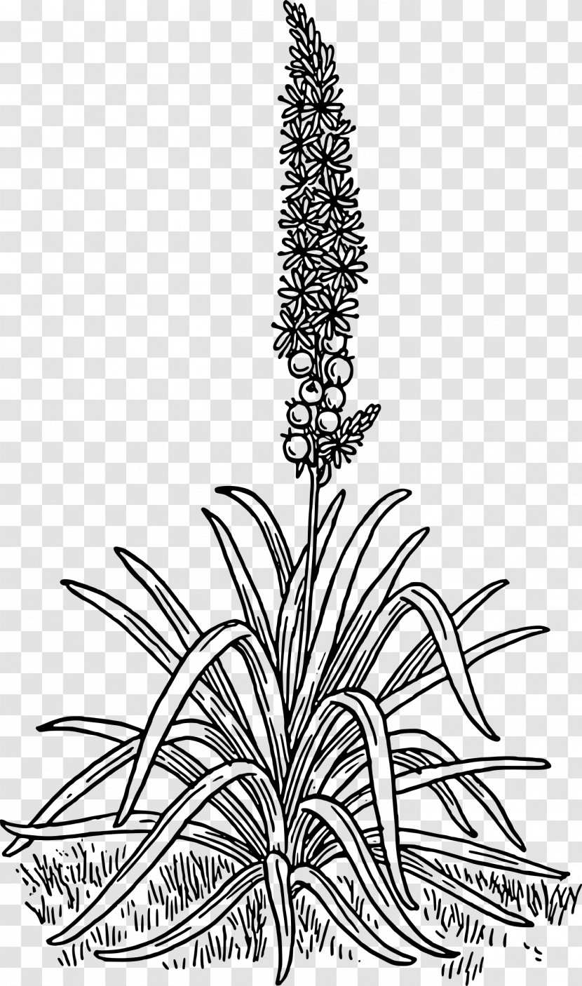 Asphodelus Ramosus Asphodel Meadows Asphodeline Lutea Clip Art - Black And White - Flowering Plant Transparent PNG