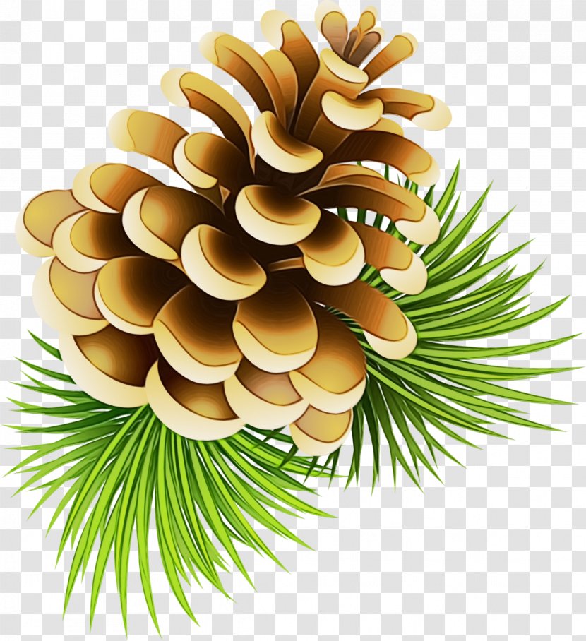 Conifer Cone Pine Conifers Spruce - Tree - Western Yellow Shortleaf Black Transparent PNG