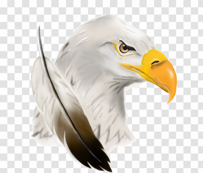 Bald Eagle United States Of America Image - Feather Transparent PNG