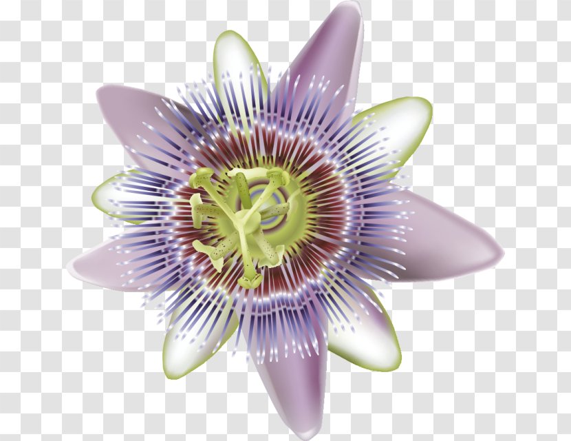 Purple Passionflower Giant Granadilla Nervous System Massage Therapy Transparent PNG