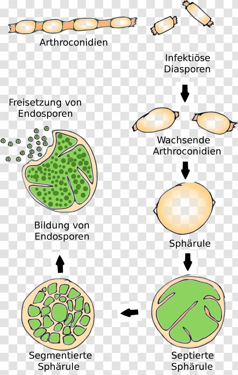 Coccidioides Immitis Coccidioidomycosis Spore Arthroconidium - Mycosis - Organism Transparent PNG