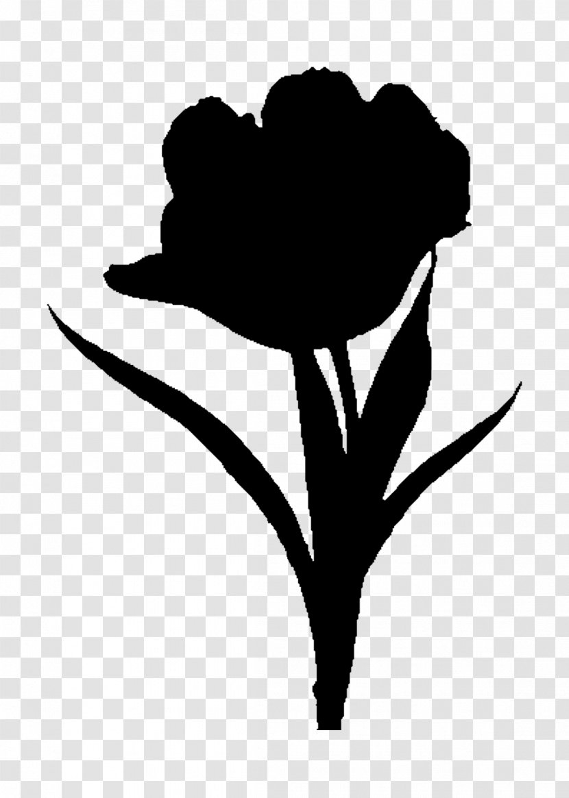 Rose Family Clip Art Black & White - Plants - M Tulip Transparent PNG