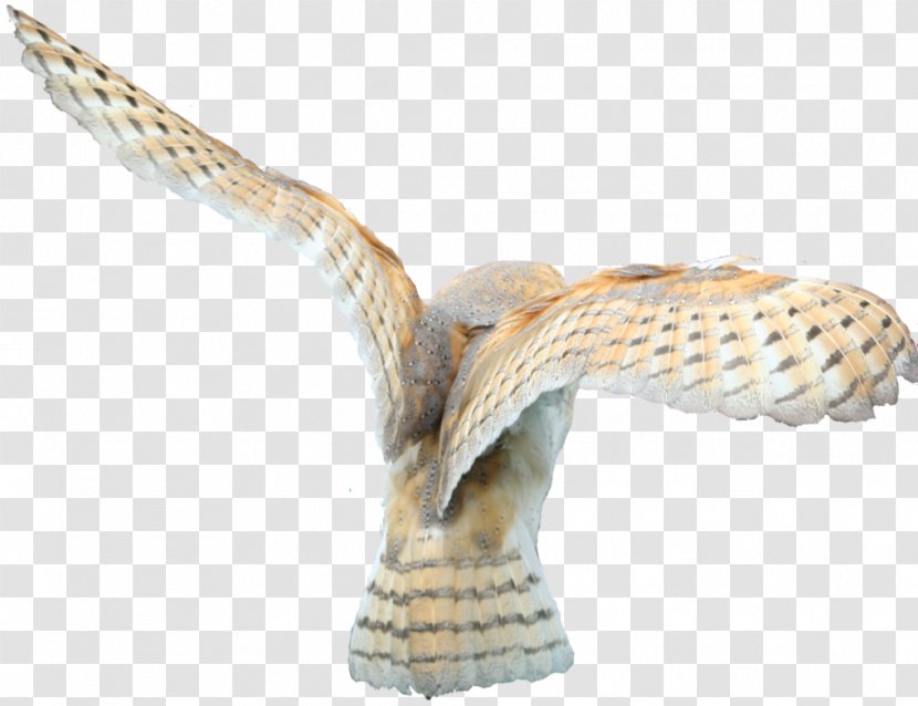 Barn Owl Bird De Logica Van Lidwoorden In Traditionele Filosofie - Wood Transparent PNG