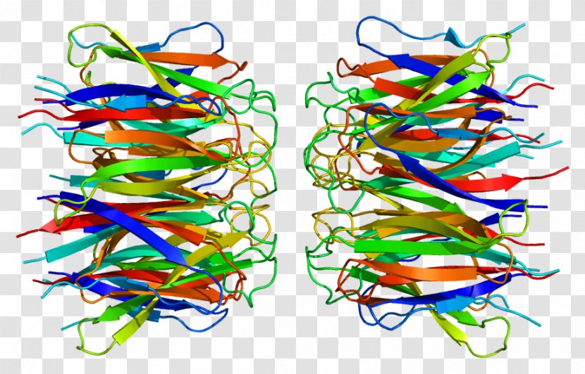 NPM1 Nucleolus Phosphoprotein Structure - Chromosome 5 Transparent PNG