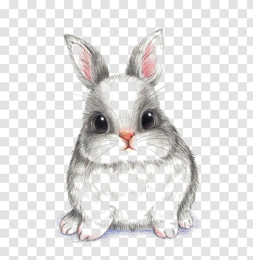 European Rabbit Drawing Wallpaper Transparent PNG