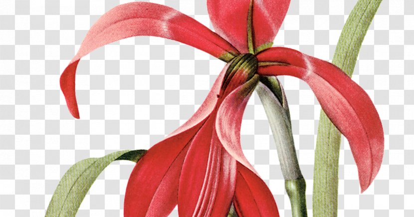 Flower Floral Design Clip Art - Flora Transparent PNG