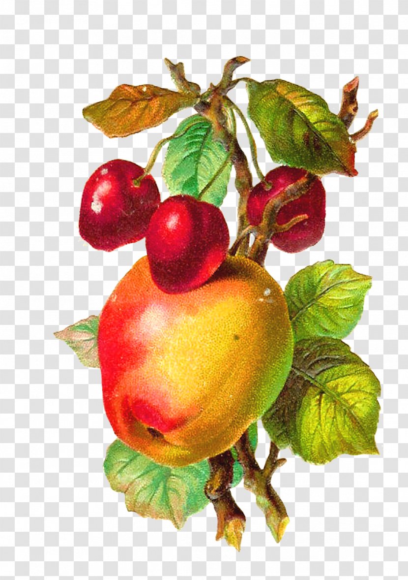 Fruit Apple Vintage Clothing Clip Art - Braeburn - Peach Branch Transparent PNG