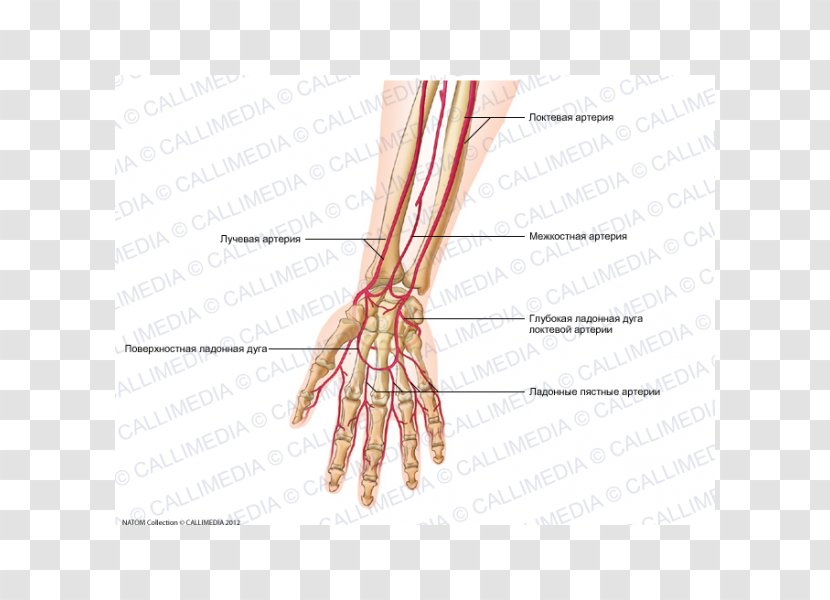 Finger Artery Forearm Human Anatomy Hand - Tree Transparent PNG