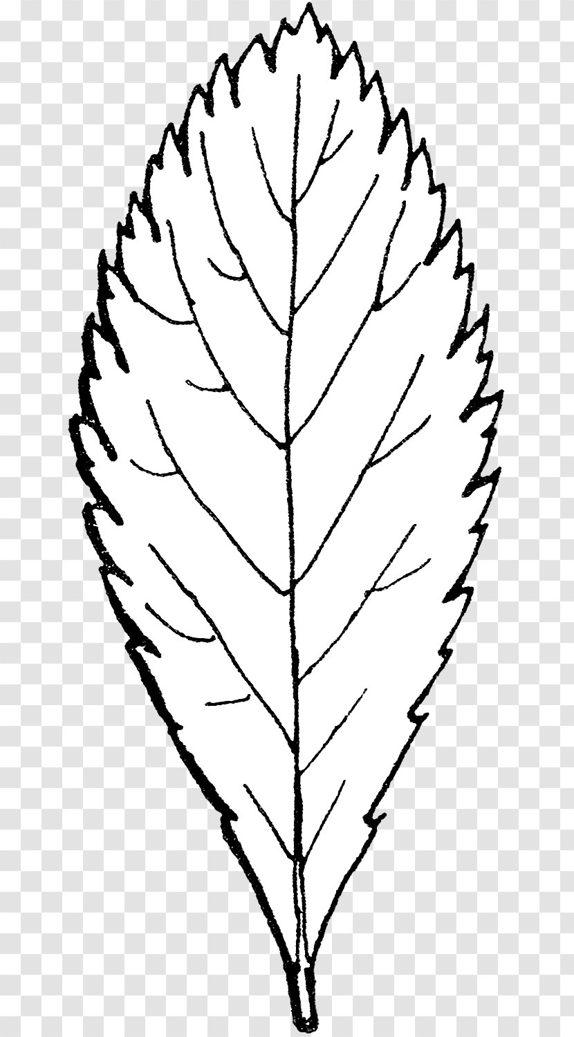 Twig Clip Art Line Leaf Plant Stem - White Pine - Shrubbery Button Transparent PNG