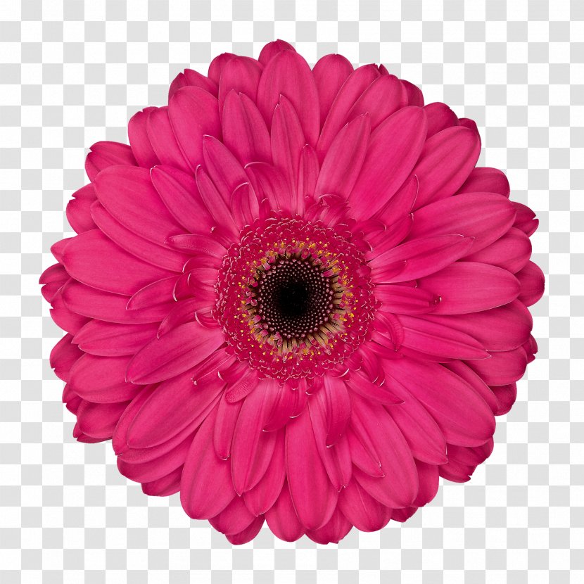 Transvaal Daisy Cut Flowers Floristry Floral Design - Gerbera - Large Potted Plants Transparent PNG