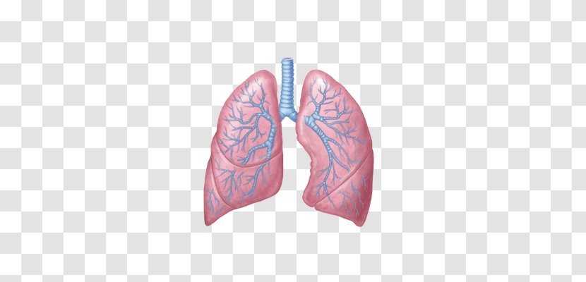 Principles Of Anatomy And Physiology Lung Respiratory System Heart Transparent PNG