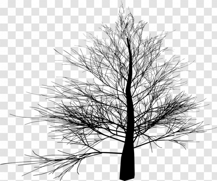 Christmas Black And White - Winter - Shortleaf Spruce Larch Transparent PNG