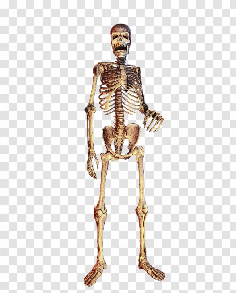 Skeleton Human Anatomy Standing Joint - Neck - Muscle Transparent PNG