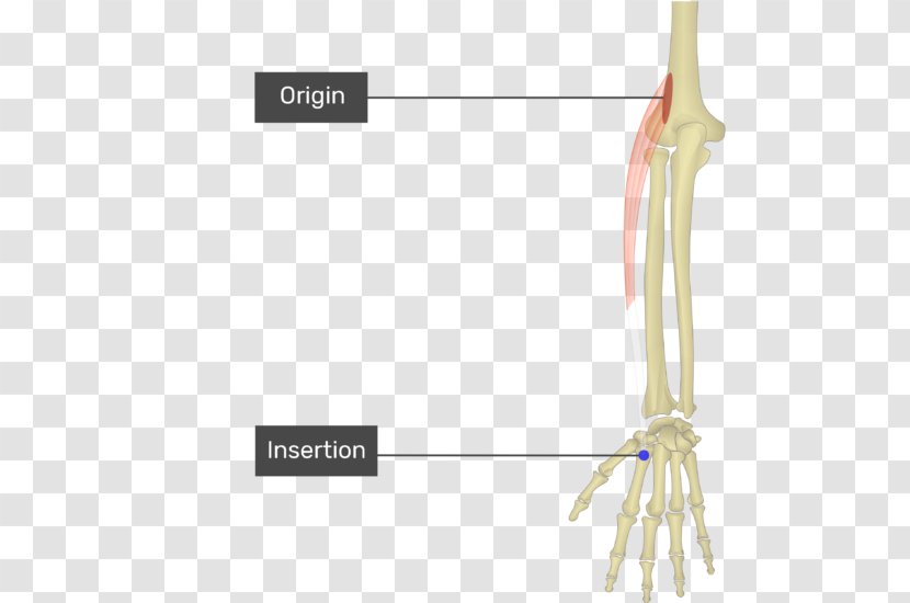 Extensor Carpi Radialis Longus Muscle Brevis Flexor Digitorum Ulnaris - Cartoon - Flower Transparent PNG