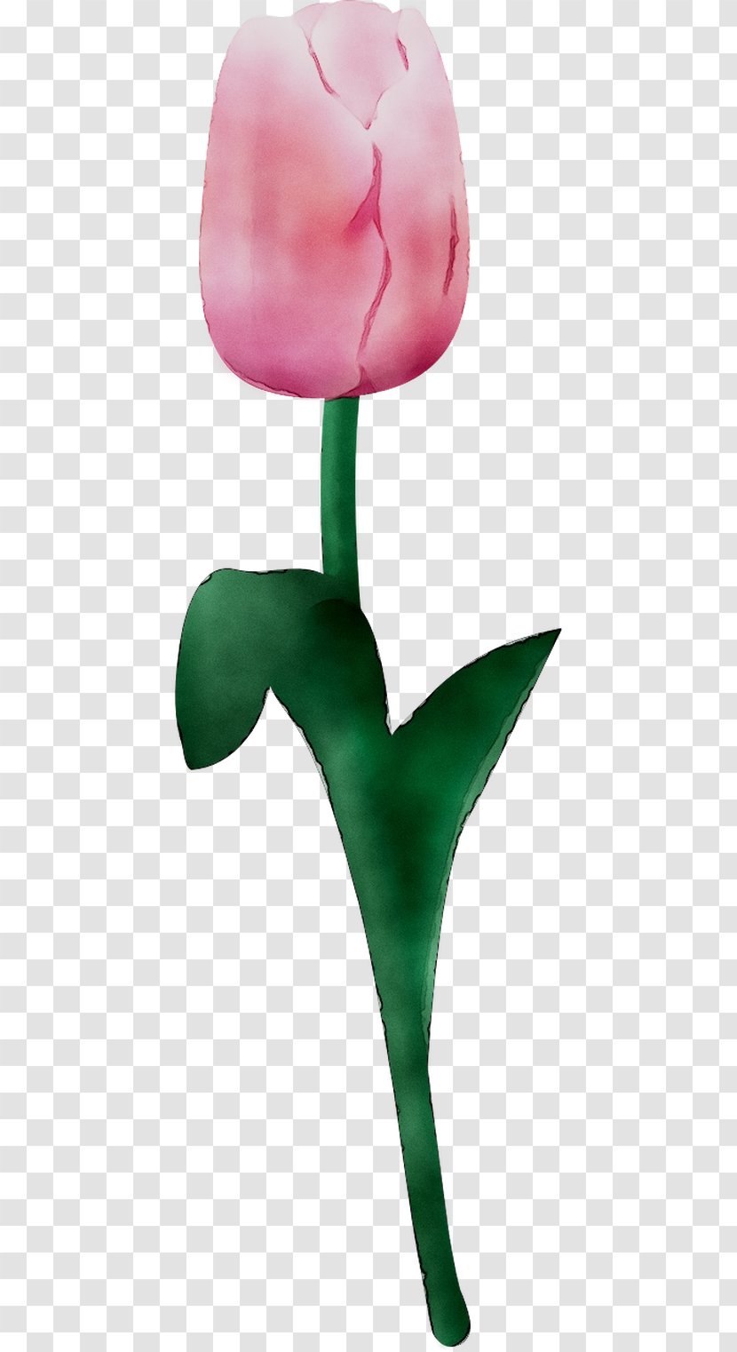 Tulip Product Design Plant Stem - Pink M - Arum Family Transparent PNG