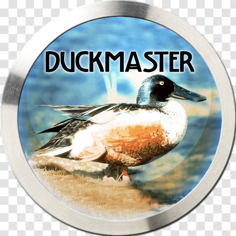 Mallard Duck App Store Game Apple TV - Wild Transparent PNG