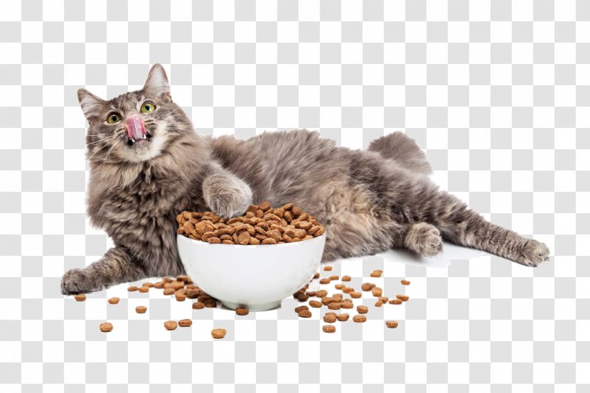 Cat And Food - Veterinarian - Diet Transparent PNG