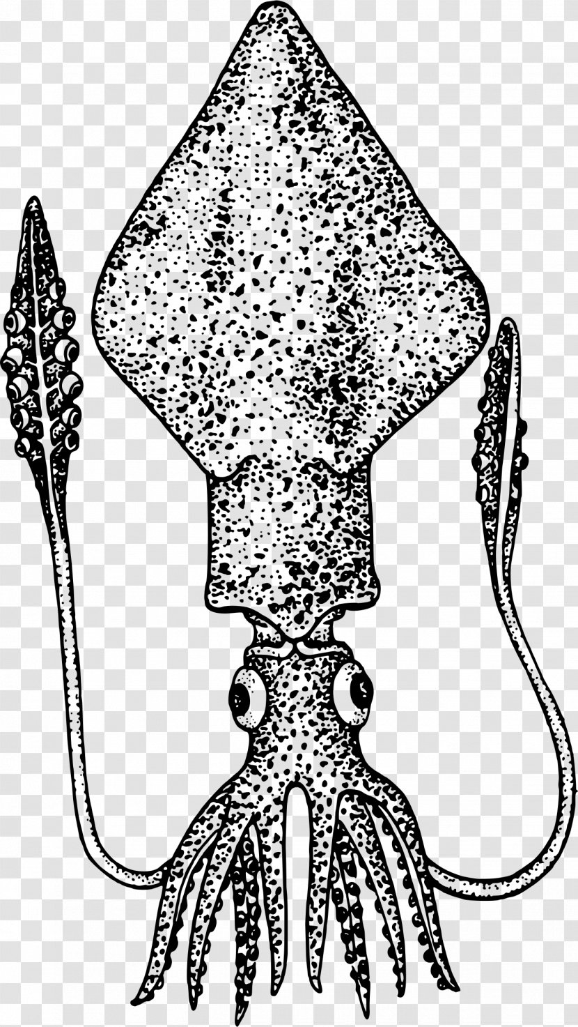 Cephalopod Thumbnail Clip Art - Symmetry - Dried Squid Transparent PNG