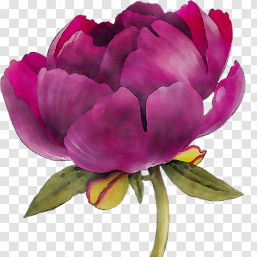 Peony Cut Flowers Tulip Herbaceous Plant Cabbage Rose - Pink - Purple Transparent PNG