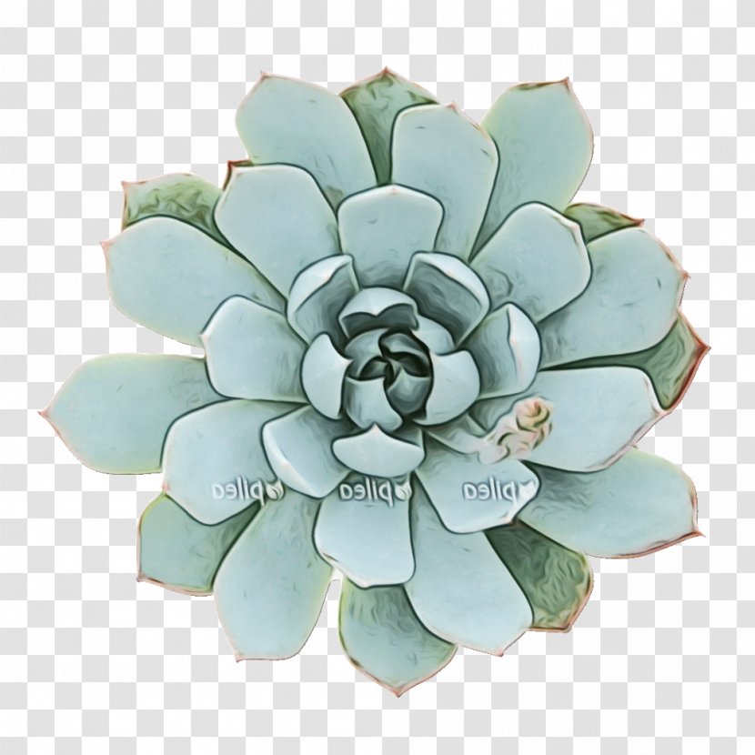 Green Flower - Video Games - Perennial Plant Stonecrop Family Transparent PNG