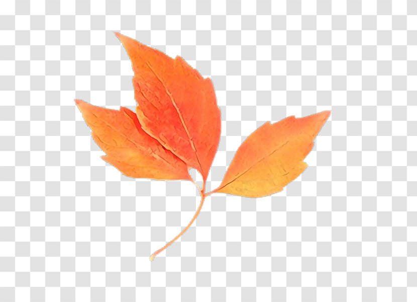 Maple Leaf - Flower - Beech Transparent PNG