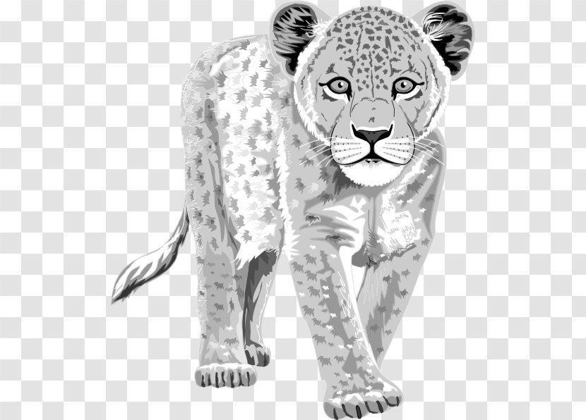 The Snow Leopard Tiger Clip Art - Drawing - Cliparts Transparent PNG