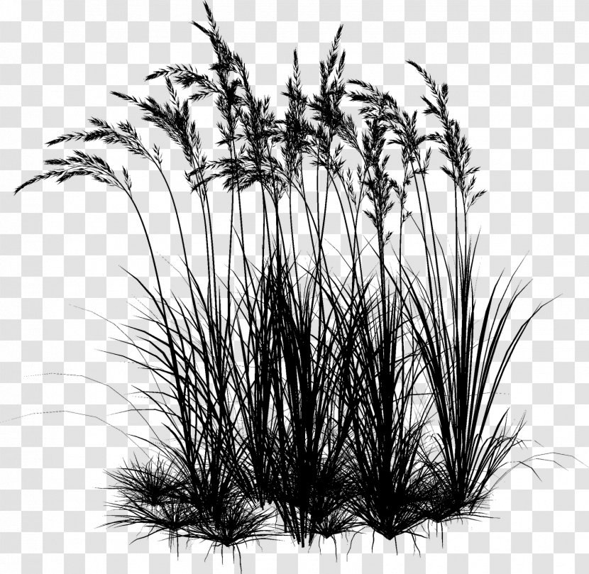 Twig Plant Stem Grasses Plants - Grass - Botany Transparent PNG