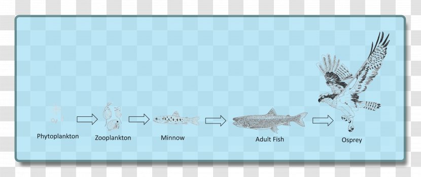 Food Chain Benthic Zone Lake Web Organism - Chin Transparent PNG